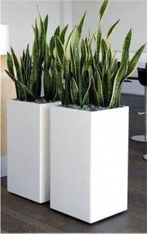 GAZANIA PLANTER