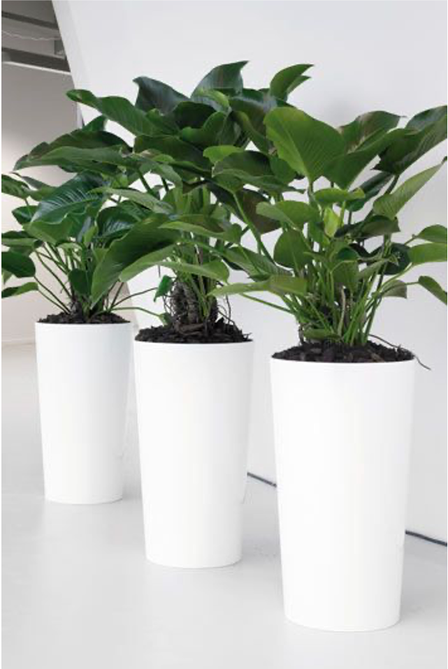 ROSEUM PLANTER